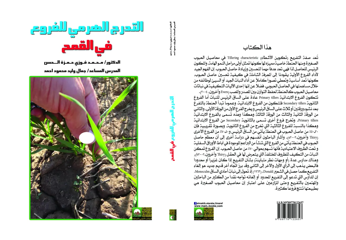 التدرج الهرمي للفروع في القمح